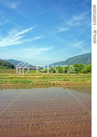 青空の下、飛騨一ノ宮に咲く満開の桜 126852698