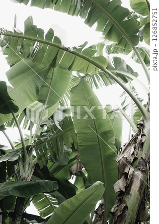 Tropical organic natural green leafy botanic white sky neutral texture abstract background 126852751