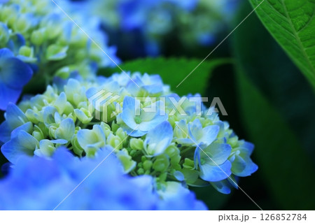 アジサイの花 アジサイの花 126852784