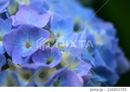 アジサイの花 126852785