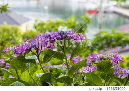 下田公園の紫陽花 126853002