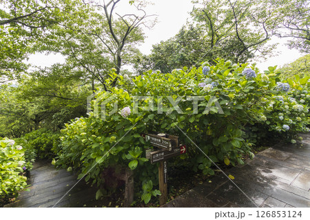 下田公園の紫陽花 126853124