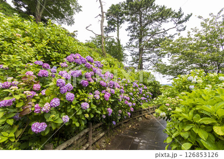 下田公園の紫陽花 下田公園の紫陽花 126853126