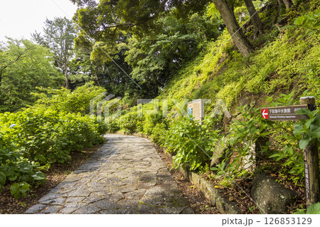 下田公園の紫陽花 126853129