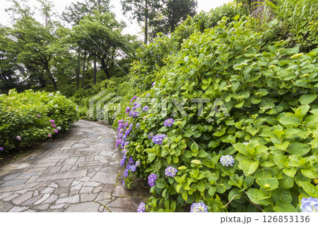 下田公園の紫陽花 126853136