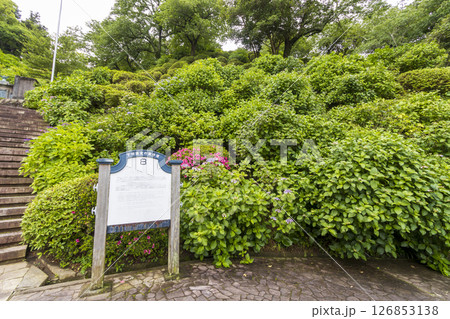 下田公園の紫陽花 下田公園の紫陽花 126853138