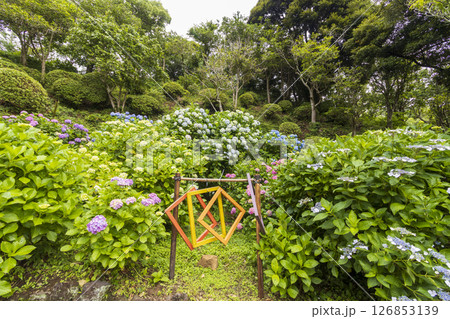 下田公園の紫陽花 126853139