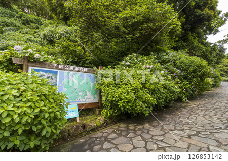 下田公園の紫陽花 126853142
