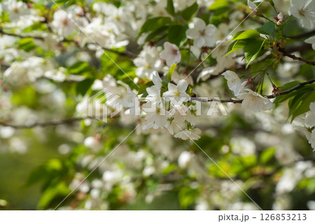 白と緑で調和する初夏の桜 126853213