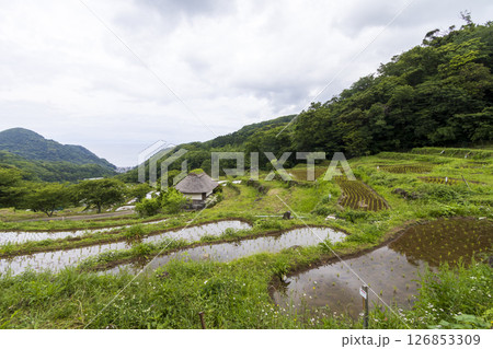 石部の棚田の梅雨 石部の棚田の梅雨 126853309