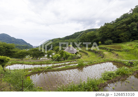 石部の棚田の梅雨 石部の棚田の梅雨 126853310