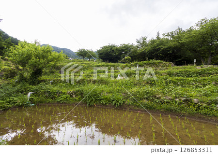石部の棚田の梅雨 石部の棚田の梅雨 126853311
