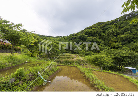 石部の棚田の梅雨 石部の棚田の梅雨 126853315