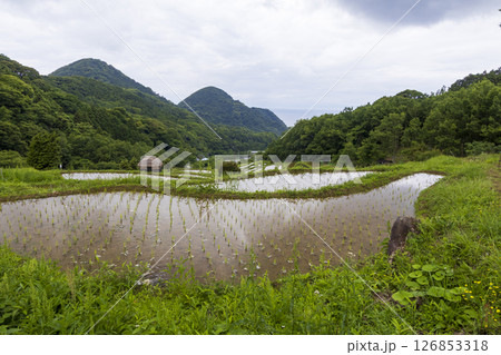 石部の棚田の梅雨 石部の棚田の梅雨 126853318