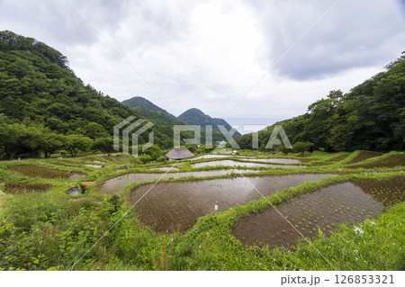 石部の棚田の梅雨 126853321