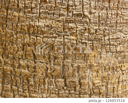 Detailed Texture of Palm Tree Bark. Closeup view of the textured patterned trunk of a tropical coconut palm tree. Close up of the tree trunk of a Date coconut Palm tree (Phoenix dactylifera) 126853518