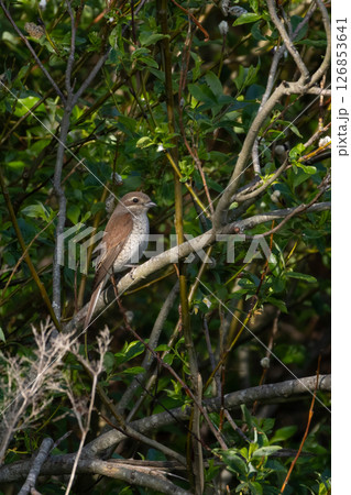 Red backed Shrike, female, in summertime 126853641