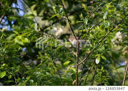 Garden warbler, Sylvia borin. A bird sits on a tree Garden warbler, Sylvia borin. A bird sits on a tree 126853647