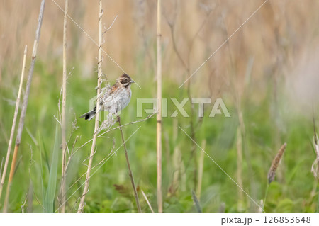 Reed Bunting, male Reed Bunting Emberiza schoeniclus 126853648