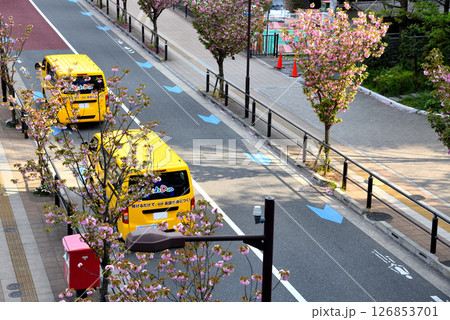 芝浦の公園脇に咲く八重桜と黄色いマイクロバス 芝浦の公園脇に咲く八重桜と黄色いマイクロバス 126853701