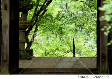 新緑の香嵐渓香積寺 126853822