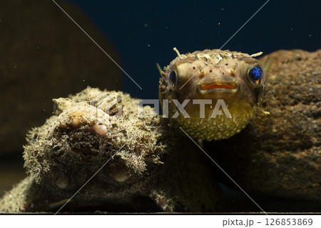 ハリセンボン　フグ  オニオコゼ　オコゼ　魚　海水魚　毒魚　虎魚　鬼虎魚 126853869