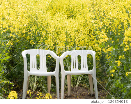 菜の花畑に並ぶペアのイス 菜の花畑に並ぶペアのイス 126854018