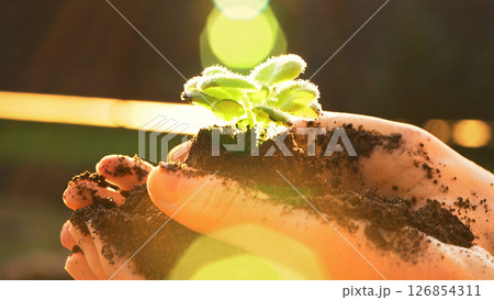 Close-up female hands are holding a small sprout growing in soil at sunset. Concept of growth, agriculture, gardening, business, spring works, sustainability, hope, future, beginning or ecology ads Close-up female hands are holding a small sprout growing in soil at sunset. Concept of growth, agriculture, gardening, business, spring works, sustainability, hope, future, beginning or ecology ads 126854311