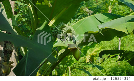 Lush green banana trees thriving under the warm sun in a tropical plantation in Georgia, displaying vibrant leaves and clusters of developing fruit in a picturesque landscape. Eco friendly food Lush green banana trees thriving under the warm sun in a tropical plantation in Georgia, displaying vibrant leaves and clusters of developing fruit in a picturesque landscape. Eco friendly food 126854314