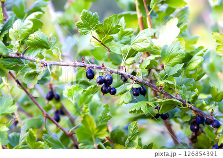 Gooseberries on a bush. Healthy food ingredients grow on a bush. Gooseberries on a bush. Healthy food ingredients grow on a bush. 126854391