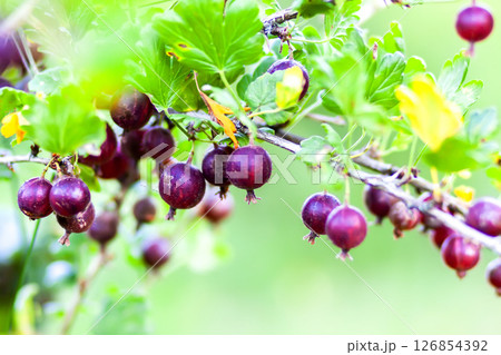 Gooseberries on a bush. Healthy food ingredients grow on a bush. Gooseberries on a bush. Healthy food ingredients grow on a bush. 126854392
