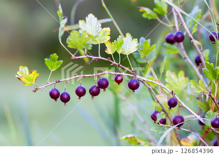 Gooseberries on a bush. Healthy food ingredients grow on a bush. Gooseberries on a bush. Healthy food ingredients grow on a bush. 126854396