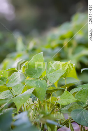 Beans in organic garden farm. Ripening vegetables. Healthy natural food ingredients. 126854416
