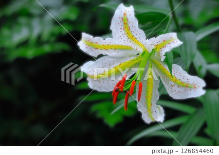 百合の女王・大輪の山百合の花 126854460