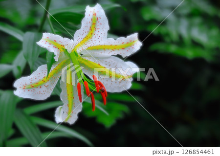 百合の女王・大輪の山百合の花 126854461