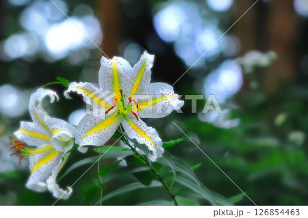 百合の女王・大輪の山百合の花 126854463