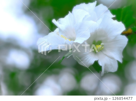 清々しい夏の花シロバナムクゲ 清々しい夏の花シロバナムクゲ 126854477