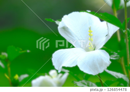 清々しい夏の花シロバナムクゲ 126854478