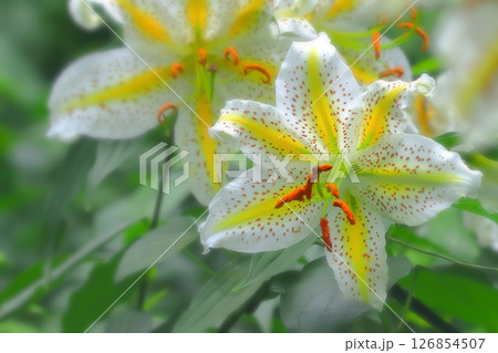 百合の女王・大輪の山百合の花 百合の女王・大輪の山百合の花 126854507