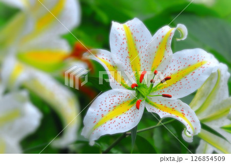 百合の女王・大輪の山百合の花 百合の女王・大輪の山百合の花 126854509