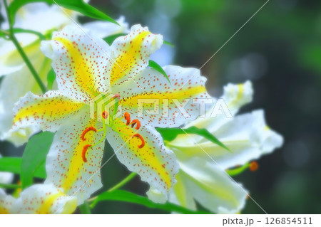 百合の女王・大輪の山百合の花 百合の女王・大輪の山百合の花 126854511