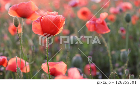 Poppies Field in Sunset, Blooming Flowers, Macro Poppies Field in Sunset, Blooming Flowers, Macro 126855301