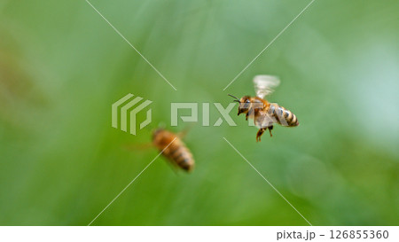 Macro of a bee flying , green bokeh background 126855360