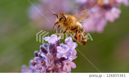 Macro of a bee flying to a purple sage flower Macro of a bee flying to a purple sage flower 126855361