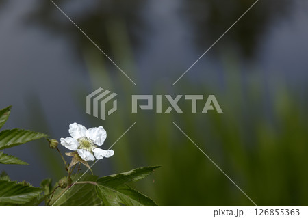春、水辺で咲くキイチゴの花風景 126855363
