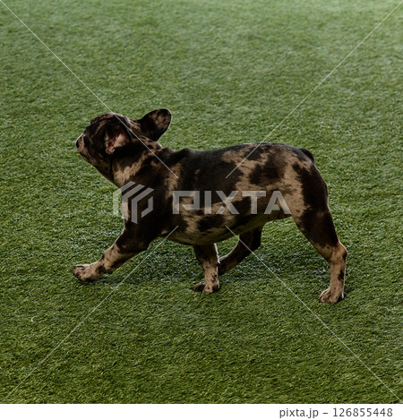 French bulldog puppy, with dark merle coat, walks across green lawn with alert ears, moving playfully with curious gaze French bulldog puppy, with dark merle coat, walks across green lawn with alert ears, moving playfully with curious gaze 126855448