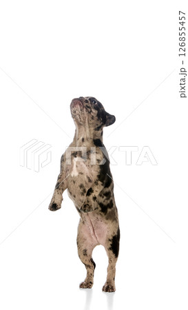Cute merle bulldog standing on hind legs looking up with excited wide eyes, showing eager attention and balance against white studio background Cute merle bulldog standing on hind legs looking up with excited wide eyes, showing eager attention and balance against white studio background 126855457