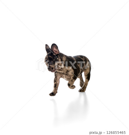 Young French bulldog with merle fur, turning to side while walking with bright expression, alert and playful stance against white studio background Young French bulldog with merle fur, turning to side while walking with bright expression, alert and playful stance against white studio background 126855465