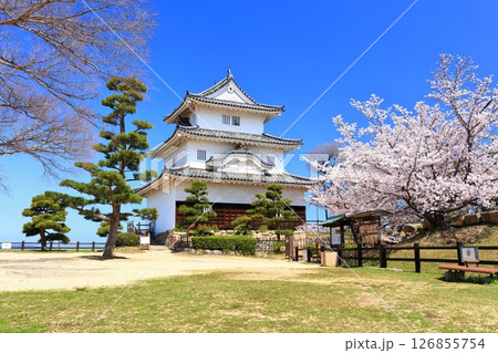 【香川県】桜咲く春の丸亀城(現存天守と石垣の名城) 【香川県】桜咲く春の丸亀城(現存天守と石垣の名城) 126855754