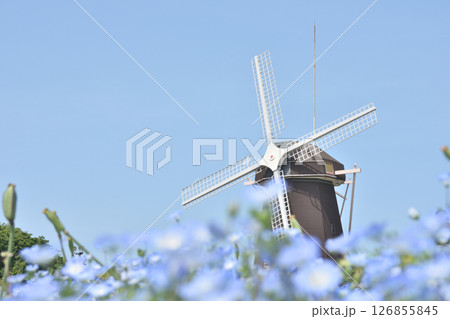 鶴見緑地の風車とネモフィラ 鶴見緑地の風車とネモフィラ 126855845